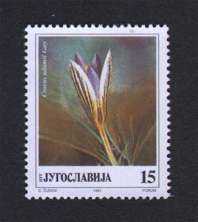 Crocus adamii Gay - 15 dinara