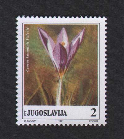 Crocus kosaninii Pulević - 2 dinara