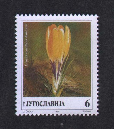 Crocus scardicus Košanin - 6 dinara