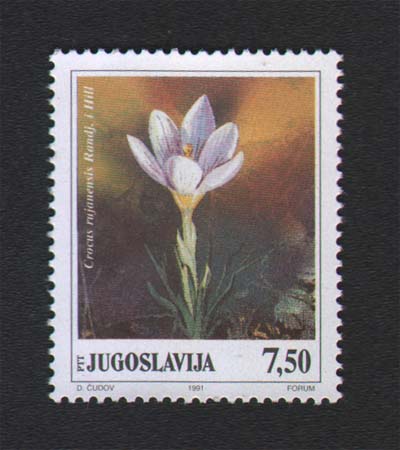 Crocus rujanensis Ranđelović & D. A. Hill- 7,5 dinara